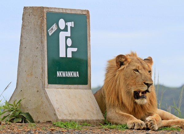 Male Lion resting at Lookout 1