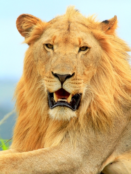 Male Lion (panthera leo) 5
