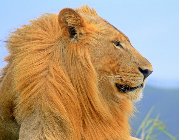 Male Lion (panthera leo) 3