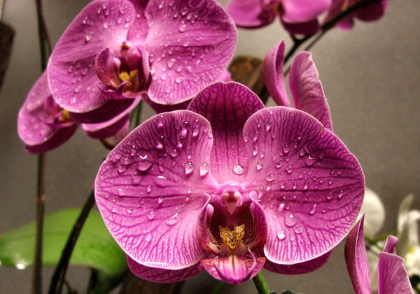 orchid droplets1