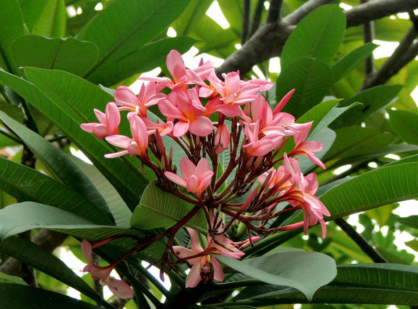 pink frangipani cluster