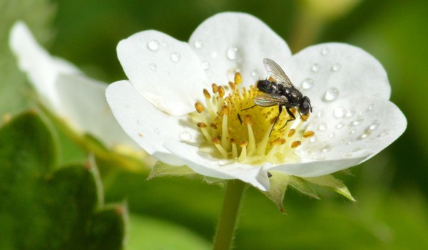 Strawberry flower: Fly on strawberry flower after the rain