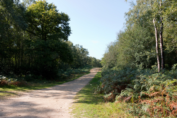 Countryside bridleway