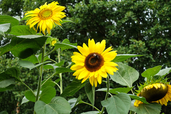bee-friendly sunflowers