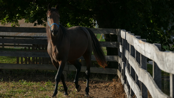 Hanover Shoe Farms Horses