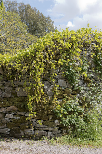 Old wall with creepers