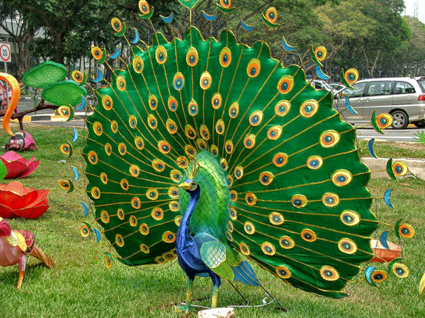 peacock display3
