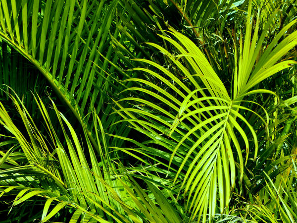 dense palm foliage1