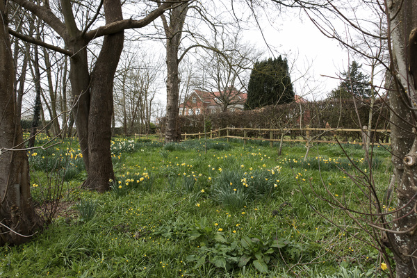Spring woodland garden