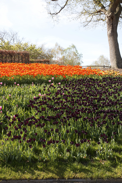 tulipanes en primavera: 
