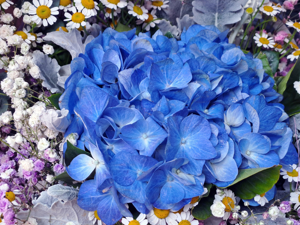 hermosas flores 2: 
