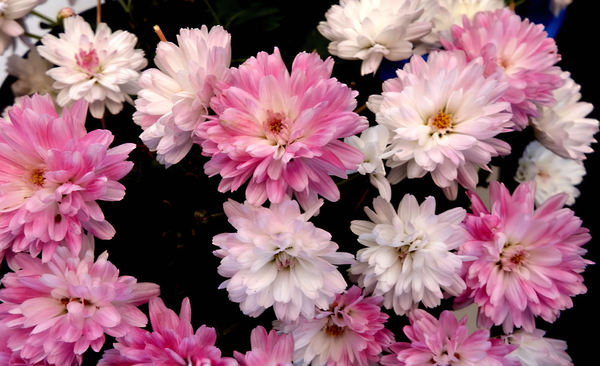 pink chrysanthemums-z