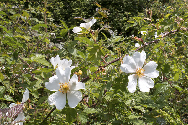 Wild white roses