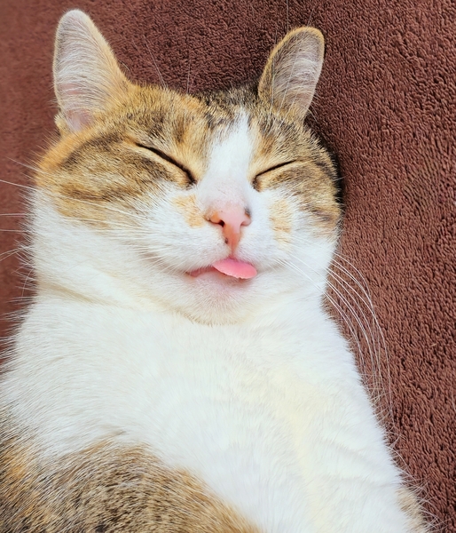 sleeping cat shows tongue