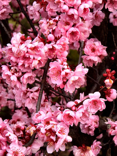 pink plum tree flowers2