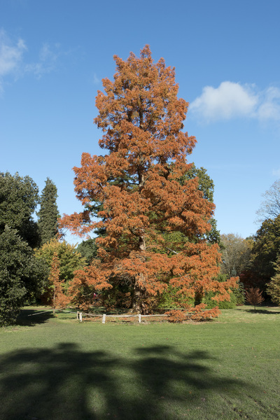 Autumn tree colour