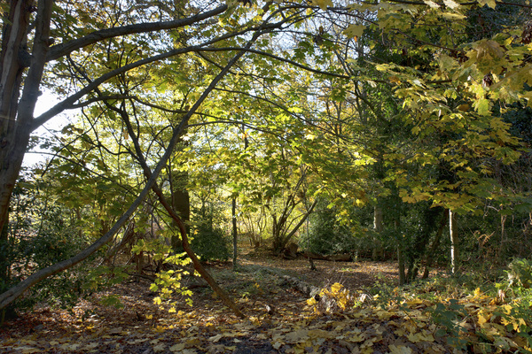 Deciduous forest in autumn