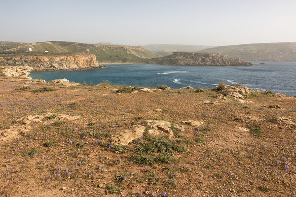 Malta coastline with irises