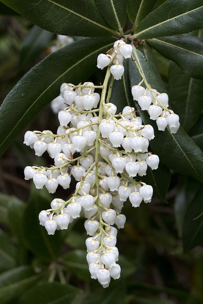 flores de pieris: 