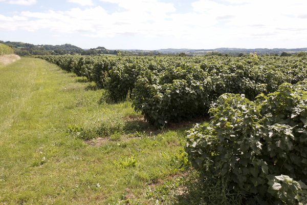 zwarte bessen oogst: 