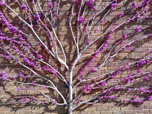 Judas Tree: An espaliered Judas Tree (Cercis) growing in a garden in England.