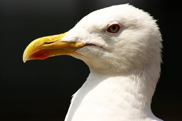 seagull 1