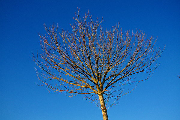 Isolated autumn tree 2
