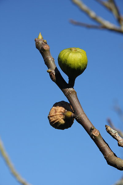 Figs 1