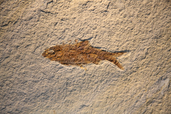 Fish fossile