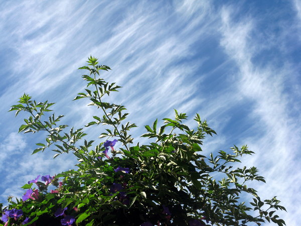 Plants & sky