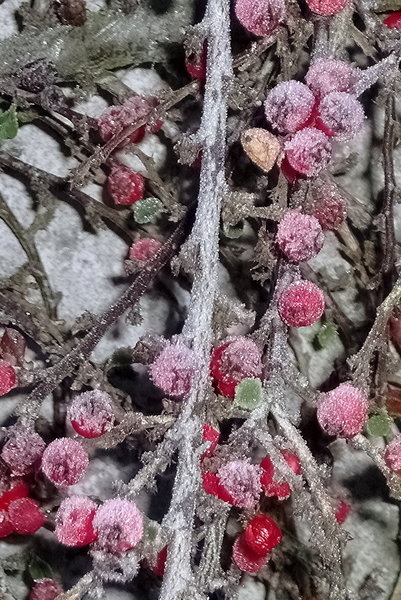 Winter Berries 1