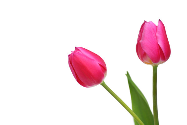 Tulips: http://www.festtagslieder ..