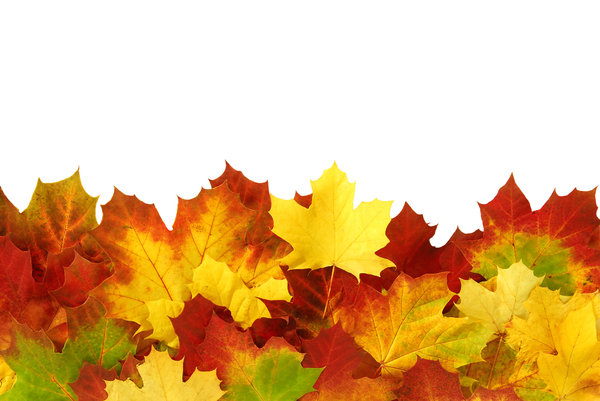Los colores del otoño: 