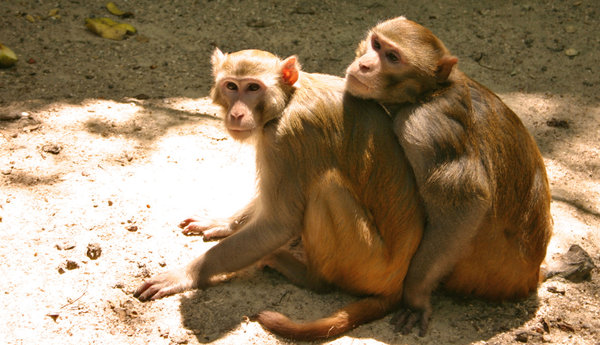 macaco rhesus