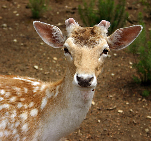 deer 4