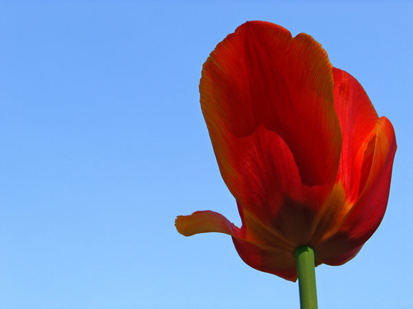 tulip 2: dutch tulip 2