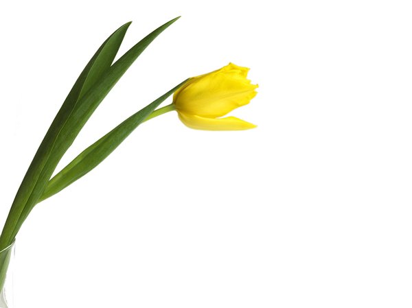 żółty tulipan: 