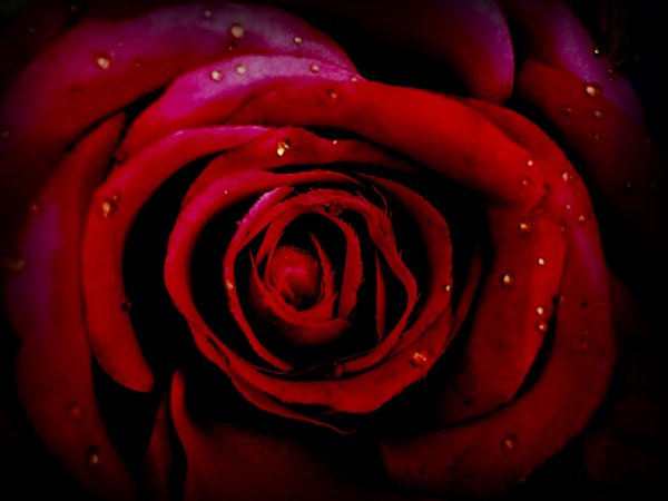 rose: plastic rose