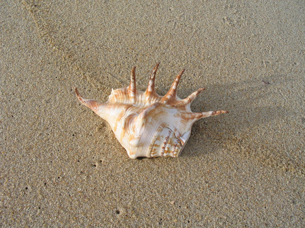 shell on a rim of sand
