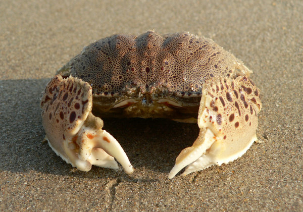 crab: Magnificient patterned Crab on the sands.
