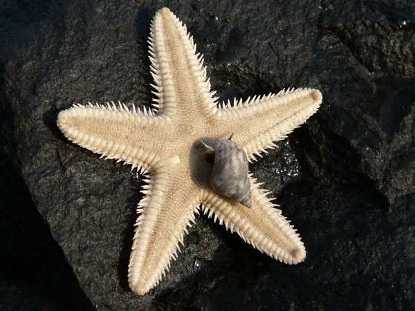 Sea Snail on a Star fish