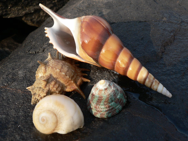 Sea Shells on the rock