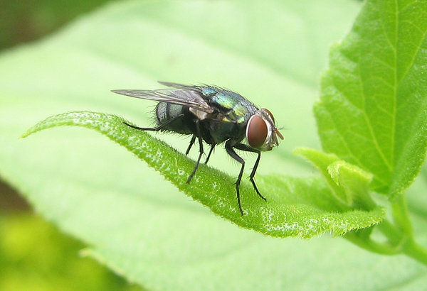 common blow-fly