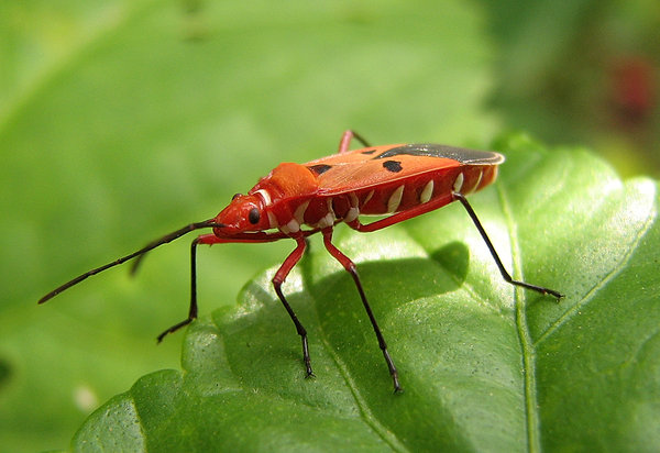 red bug