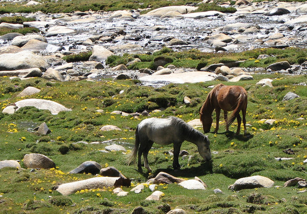 Horses in the Meadows