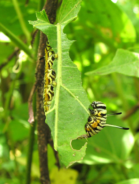 Caterpillar in action