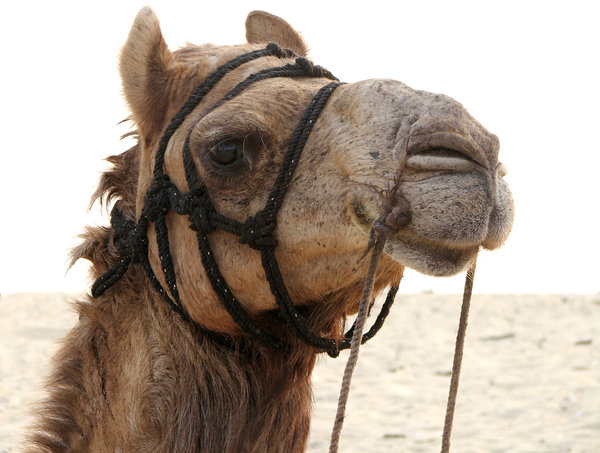 Camel Portrait