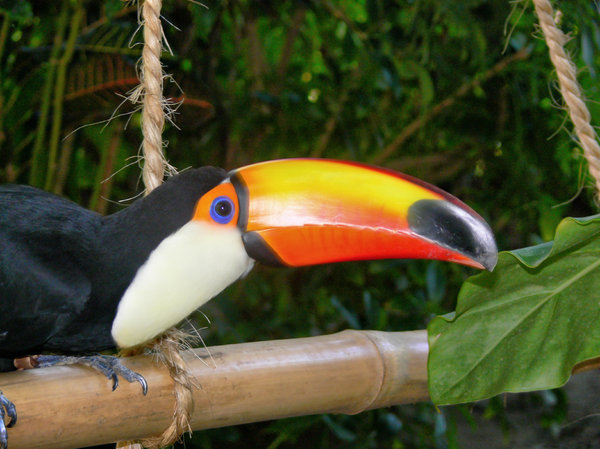 Toucan - You looking at me ?: Captive Toucan at the sealife park, Dominican Republic.