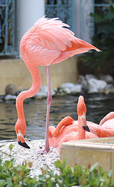 Flamingo: 