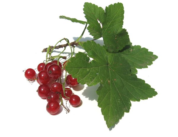 red currant: none